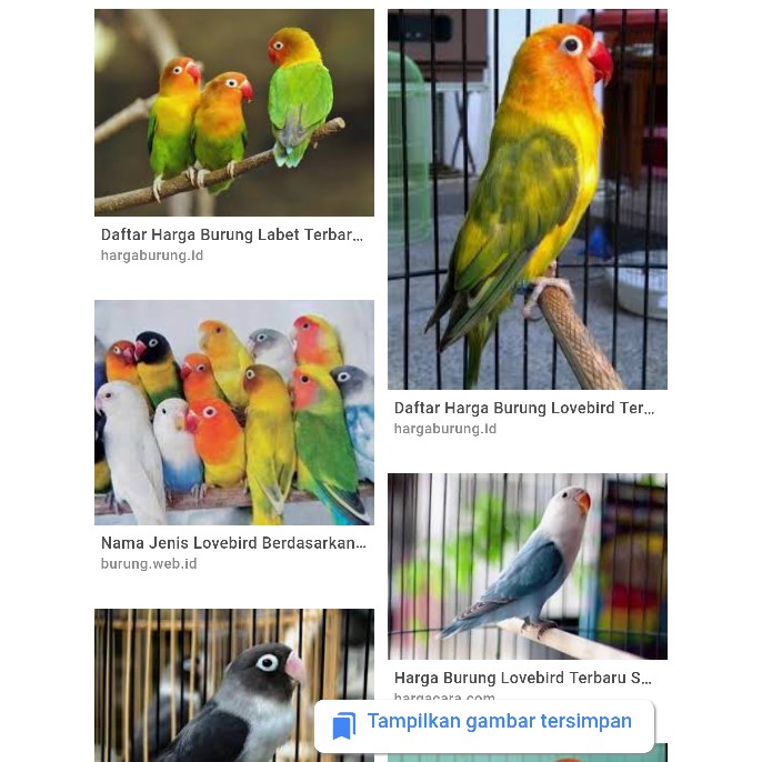 Kwaci Berat 1kg Untuk Makanan Burung Labet Br0934 Shopee Indonesia