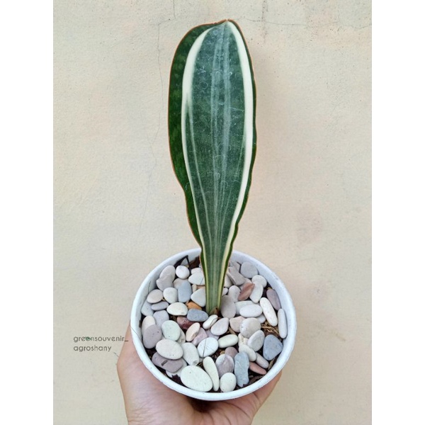Sansivera Masoniana Variegata Putih