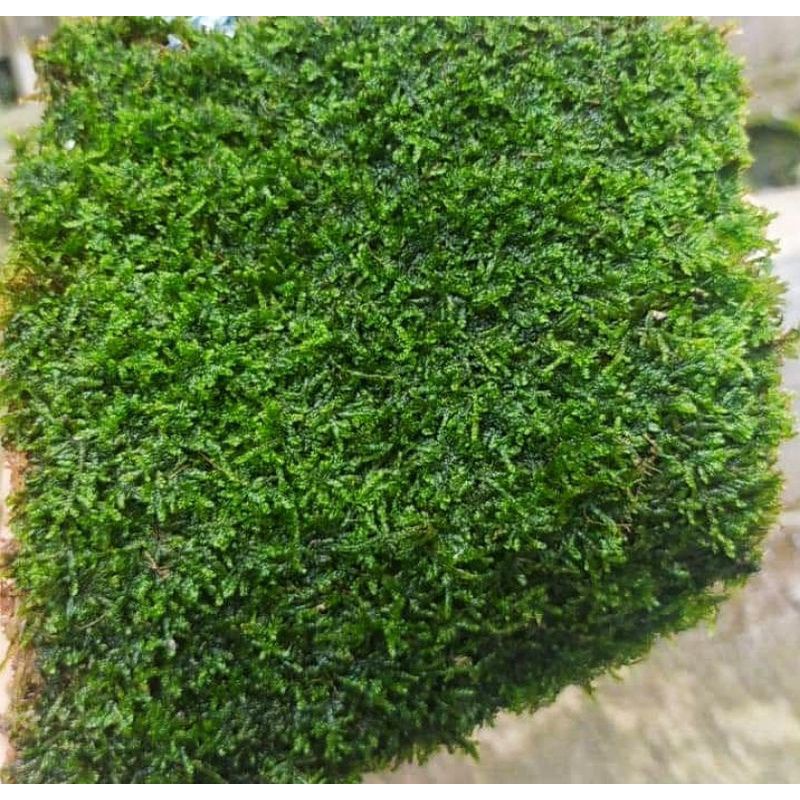 moss weeping murah cocok buat bonsai.(free bonus)