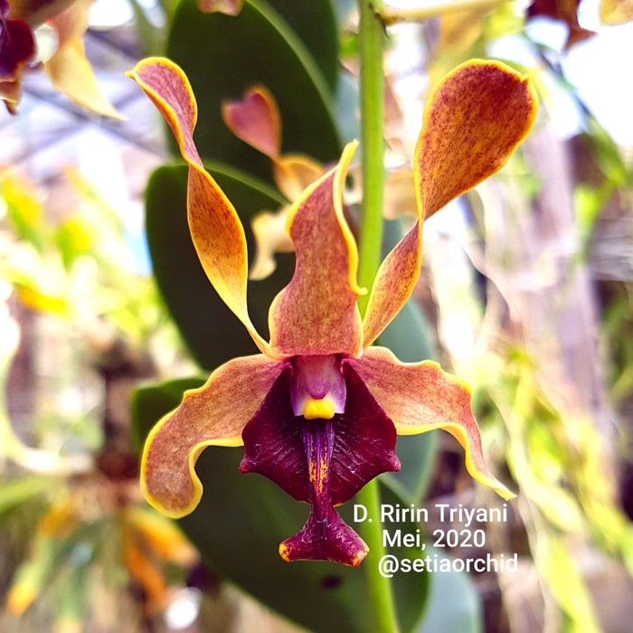 bibit seedling anggrek Dendrobium Ririn Triyani