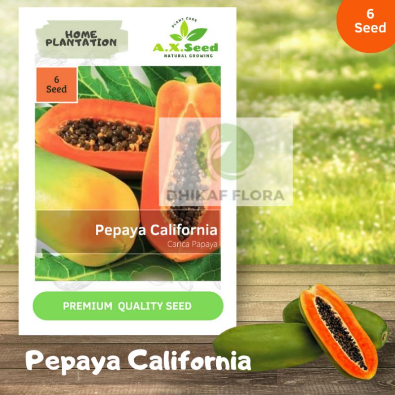 Benih Bibit Pepaya California (AX Seed)