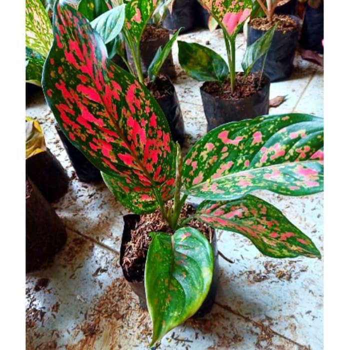 Tanaman Hias Aglonema Venus - Aglaonema Venus -tanaman hidup
