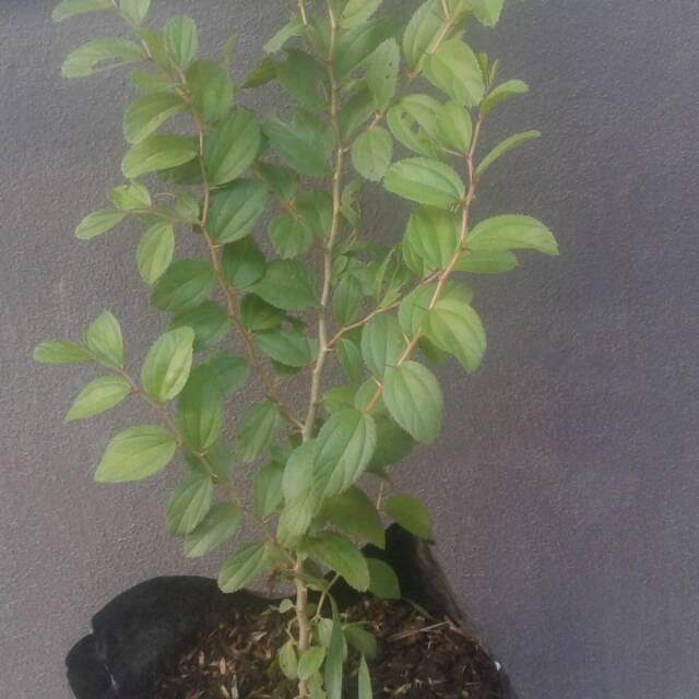 Tanaman pohon bidara arab