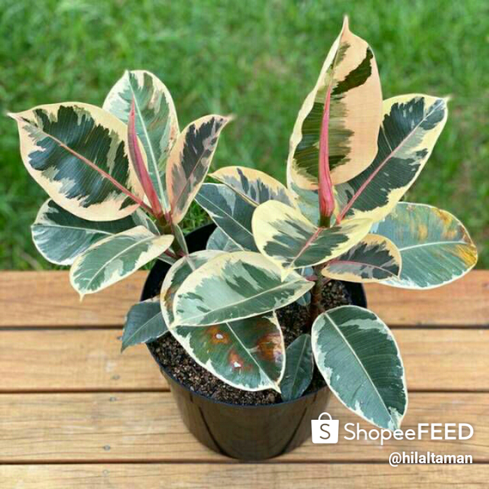 tanaman hias karet kebo varigata /tanaman karet merah varigata