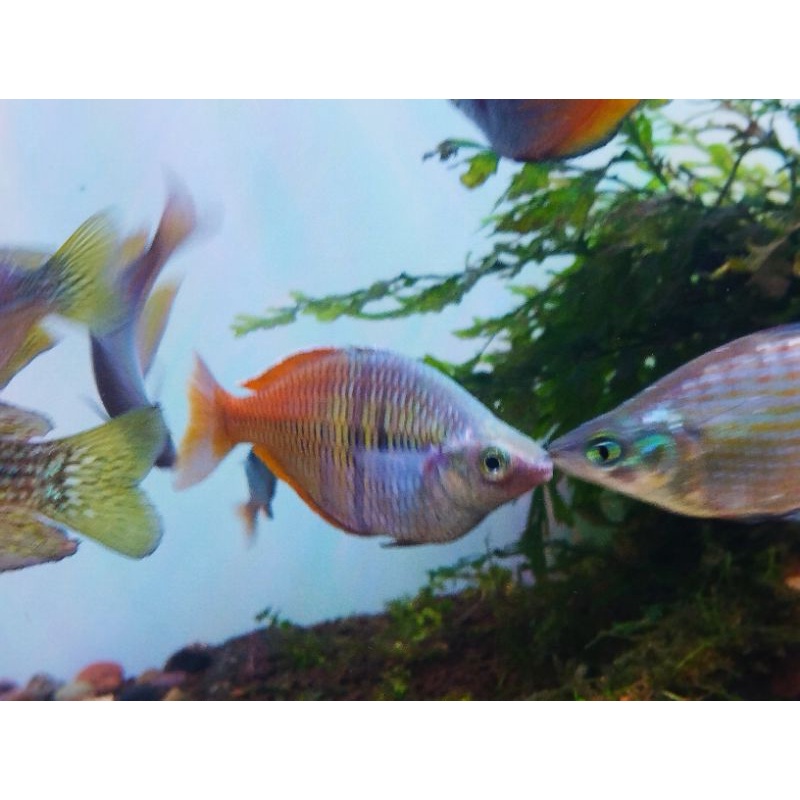 Ikan Rainbow Boesemani wild