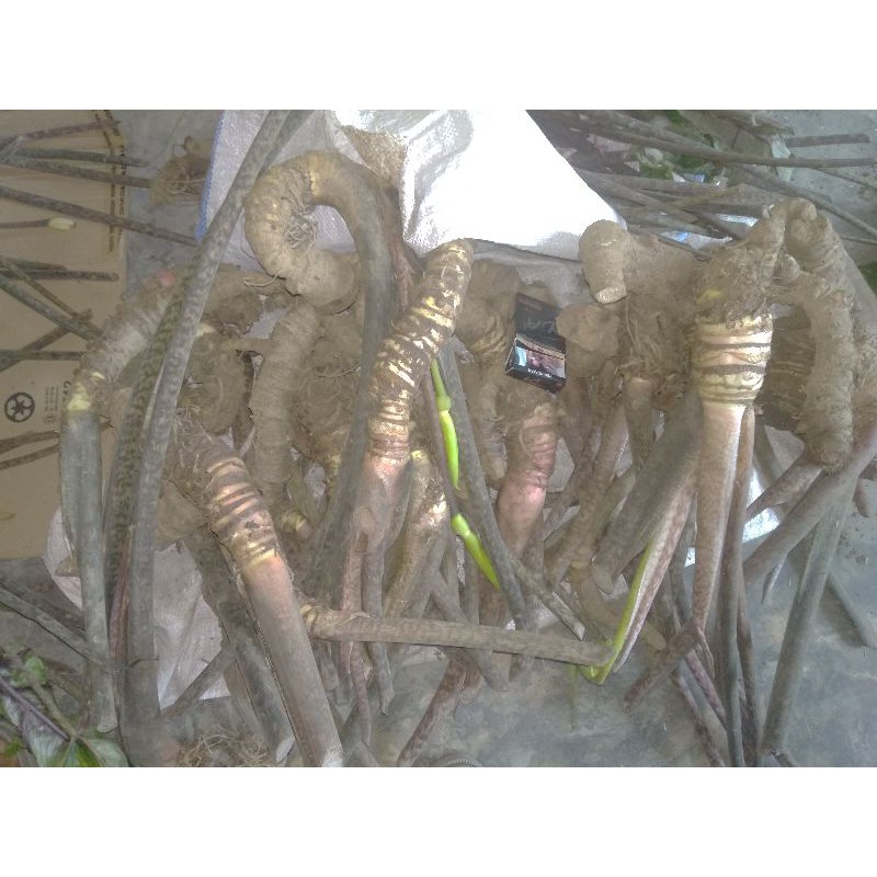 Bonggol alocasia jacklyn
