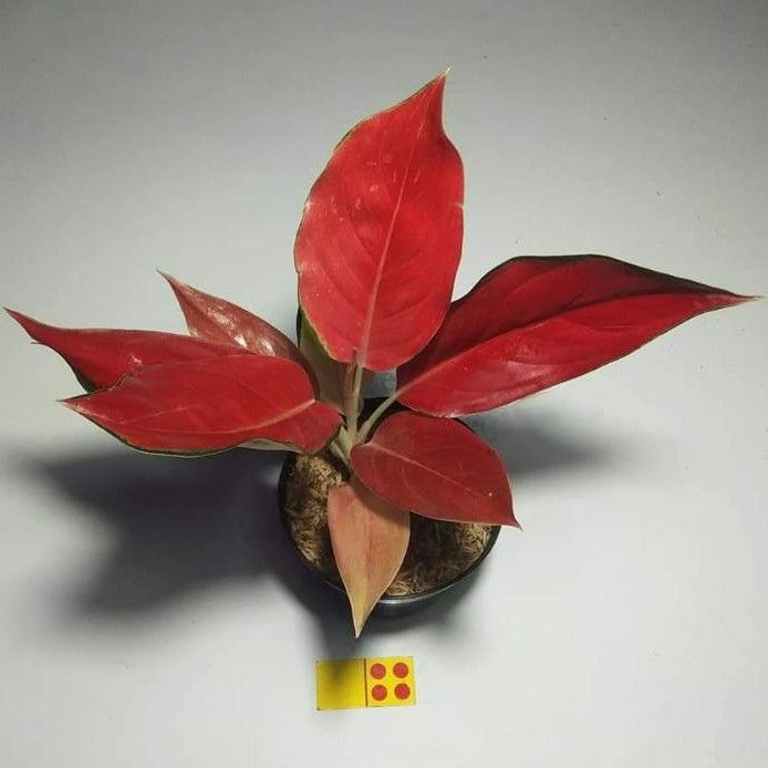 Aglonema Red Ayu / RHCP Tunggal - Tanaman Hias Aglaonema