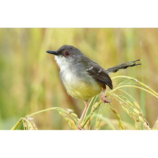 Burung Ciblek Semi Lokal Banyuwangi