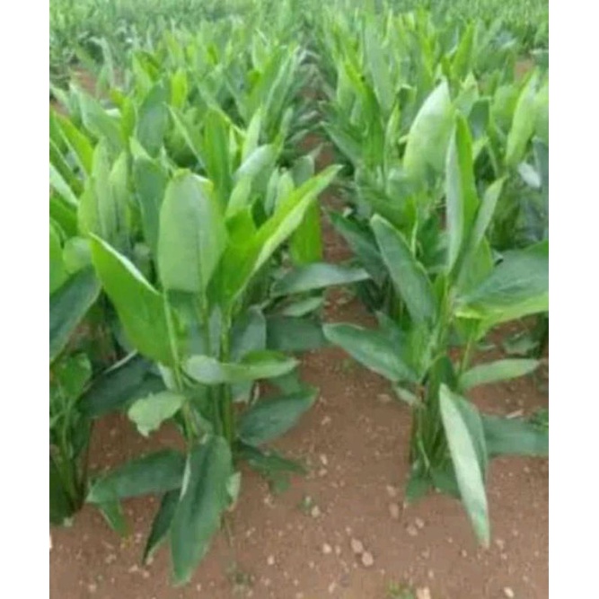 bibit tanaman umbi garut / angkrik