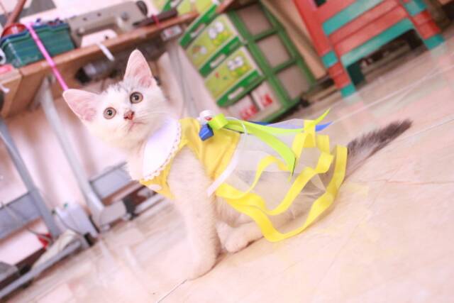 Baju kucing model dress princess warna kuning lucu / baju kucing terlaris size S M L XL