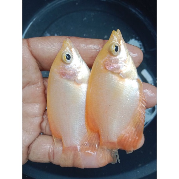 bibit gurame padang ukuran korek kayu