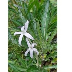 

Daun kitolod segar campur bunga / per 500 grm