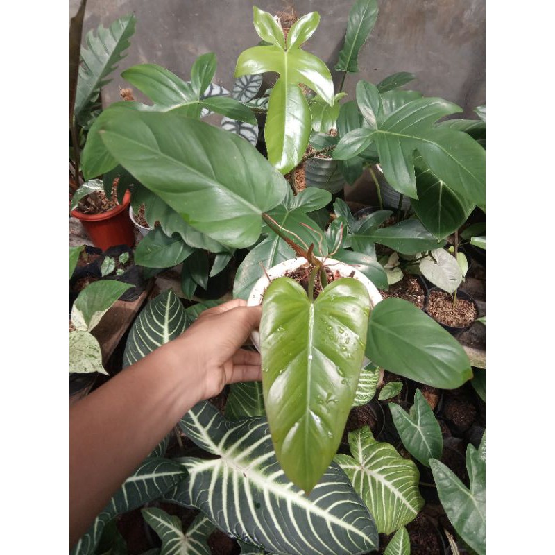 philodendron green emerald #philodendron #philodenron #philo
