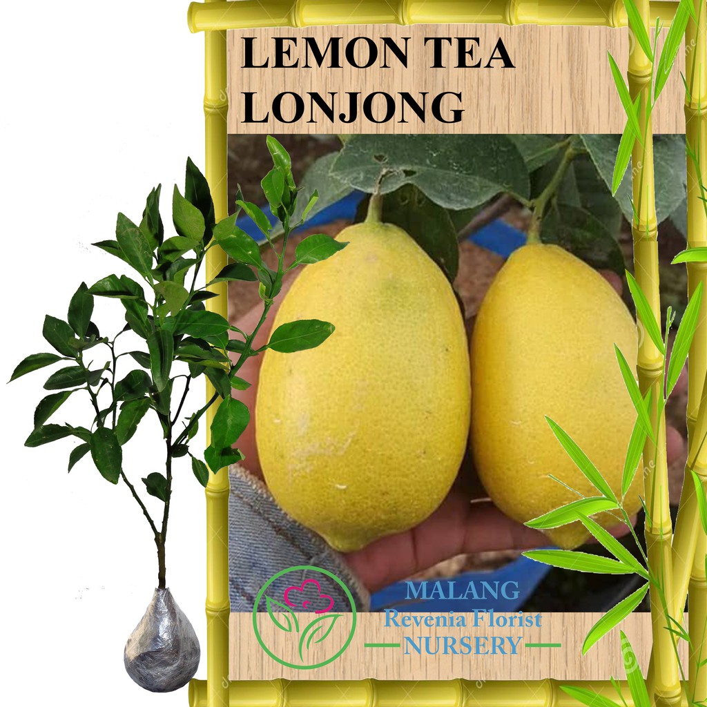 Tanaman Lemon Tea Lonjong Tinggi 40 60 Cm Shopee Indonesia