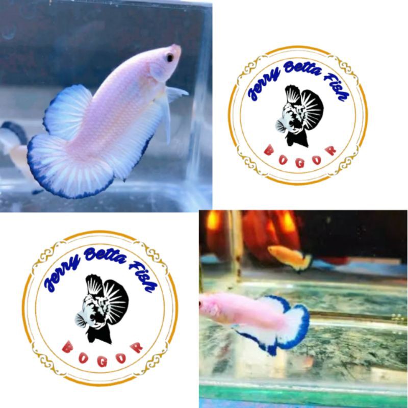 Cupang HM Blue Rim-Bahan Blue Rim-usia 3 bulan-warna siap keluar