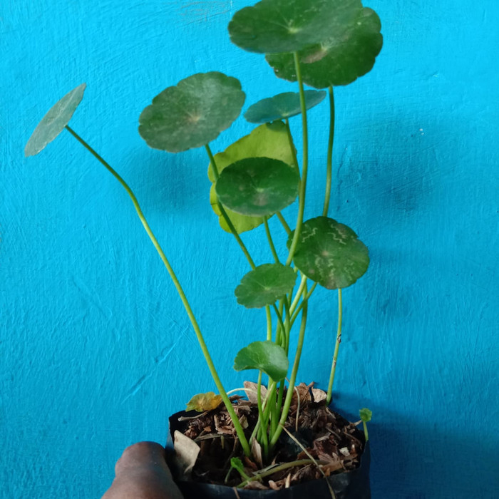 Tanaman Pegagan - Tanaman Air pegagan