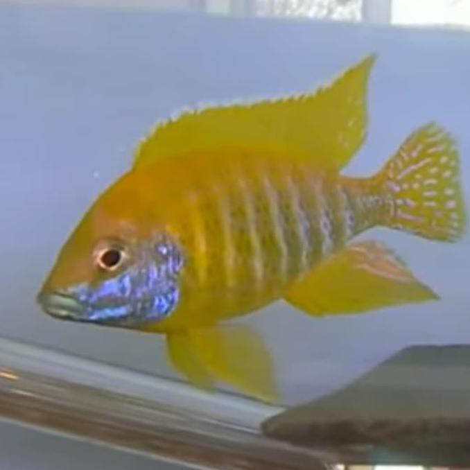 TERMUR@H Cichlid aulonocara baenschi baenchi baenci