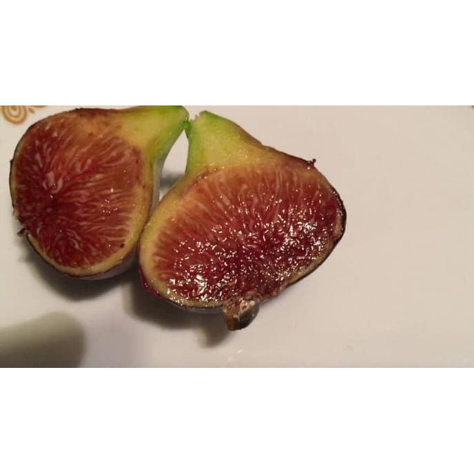 @# Bibit Buah Tin Jenis Black Madeira (Cangkok) Murmer Terbaru