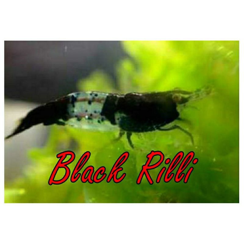 

Udang hias murah black rilli