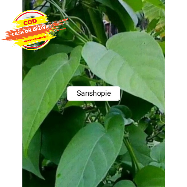 

DaunKentutan atau simbukan segar 500 gram