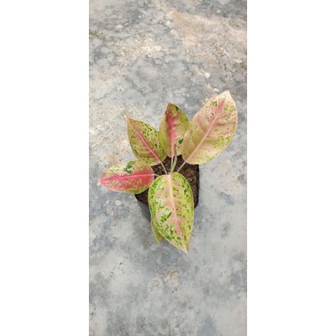 Aglonema bigroy merah mutan/mutasi