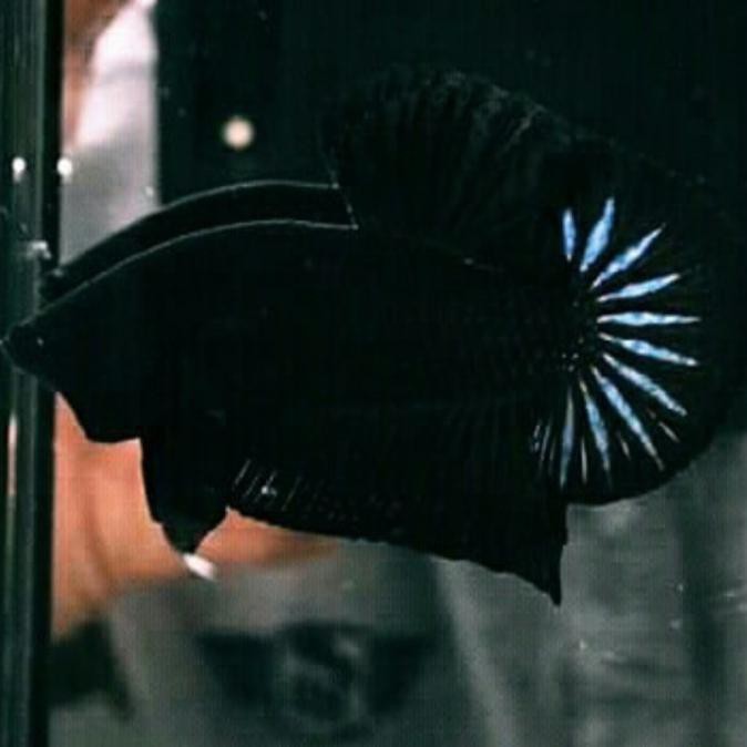 Terlaris Cupang Hias Plakat Jantan Super Black Hitam Pekat Banget Sehat P02