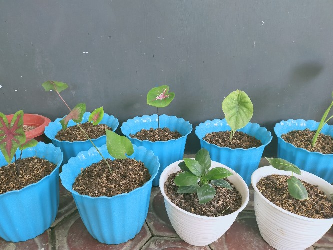 Alocasia Clypeolata Green Shield Tengkorak