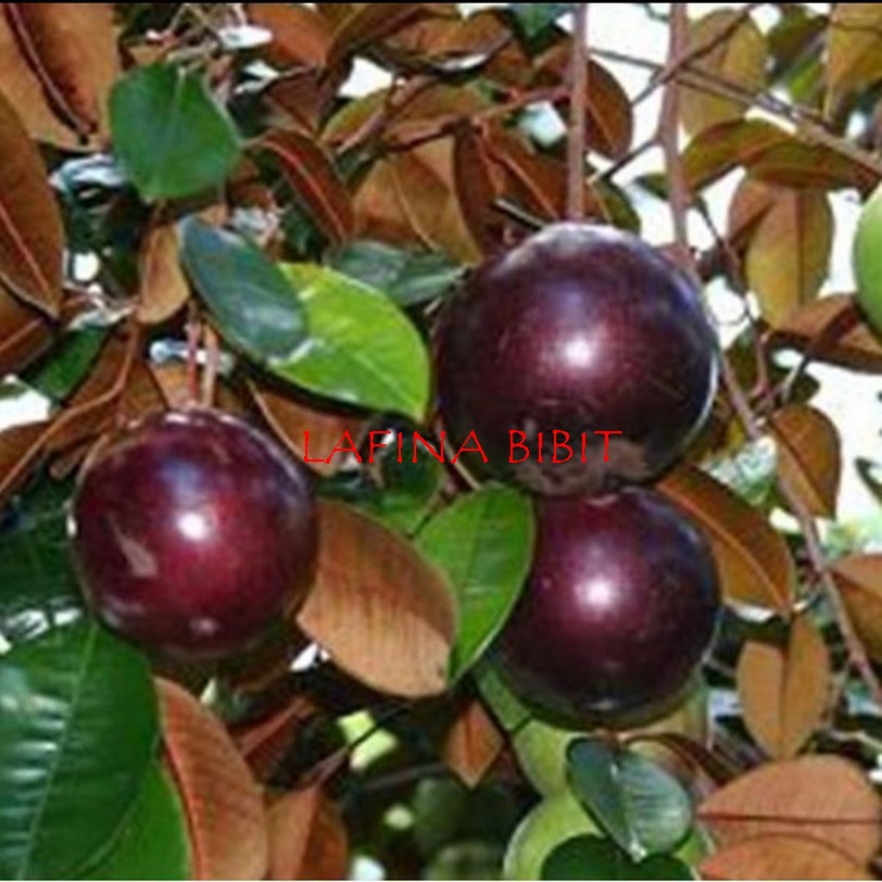 Bibit Buah Kenitu, sawo hijau/ungu