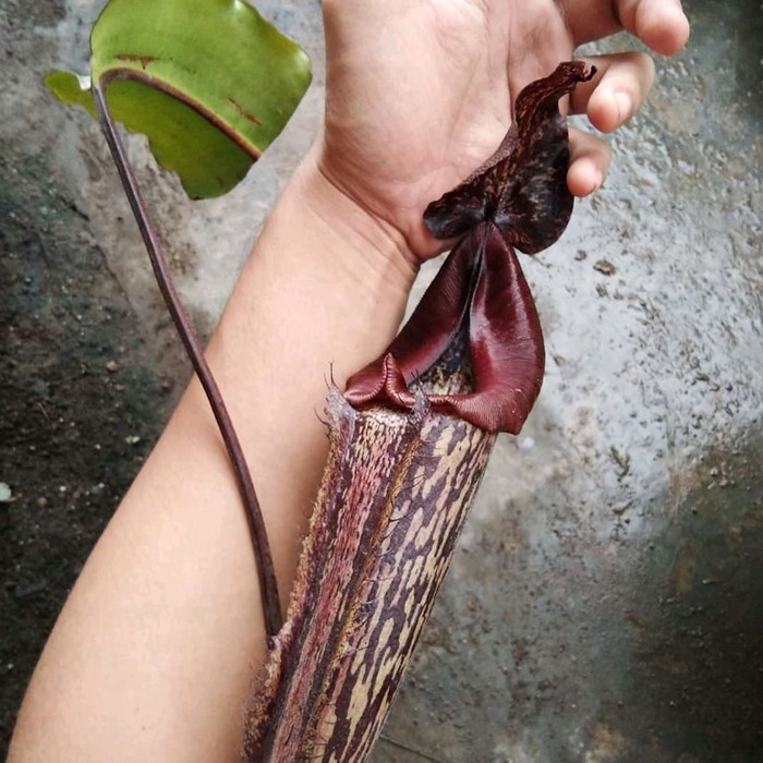 Tanaman Karnivora/ Nepenthes Maxima Tomohon