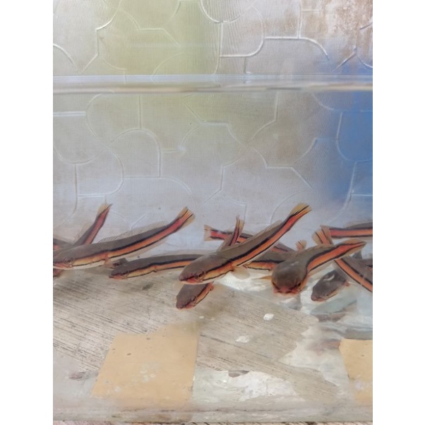 baby ikan Toman biru size.15cm