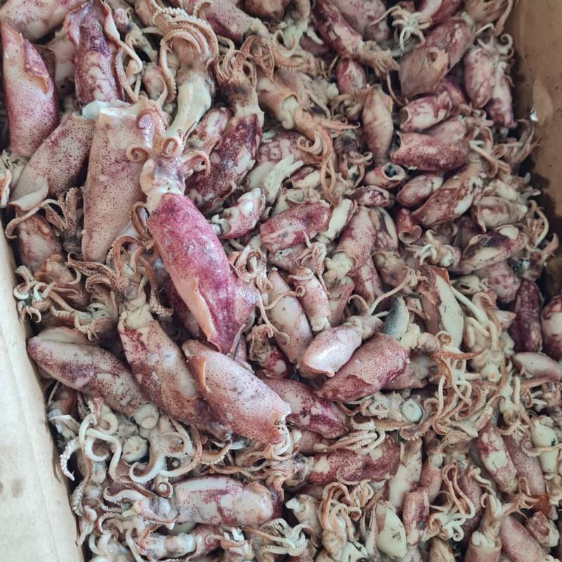 

Cumi Asin 500g