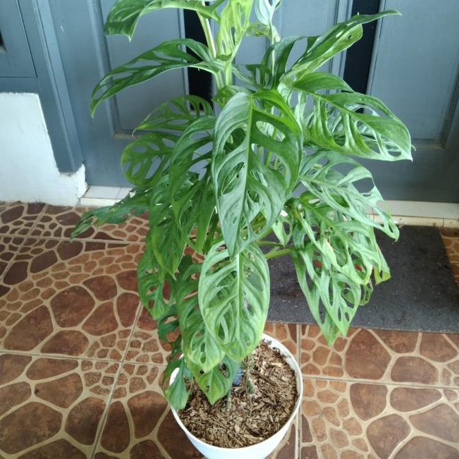 Tanaman Hias 3 -5 Pohon Janda Bolong Jadi 1 Pot Daun Rimbun Tandoseller