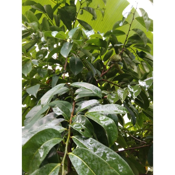 

daun sirsak, daun walanda, daun sirsak 100 lembar