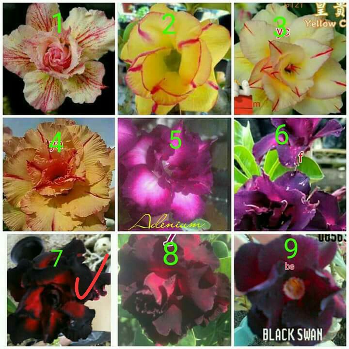 Tanaman Adenium tumpuk - Kamboja Jepang - indoor