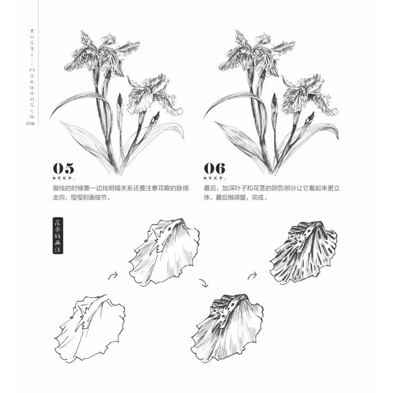 Terkeren 15 Sketsa  Bunga  Edelweiss Gambar  Bunga  Indah