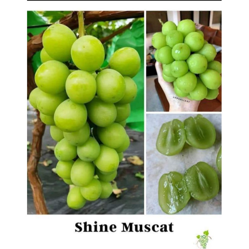 

Anggur Shine Muscat [ 500 gr ]
