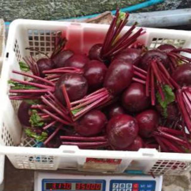 

Ubi bit merah beet root paket 5 kg