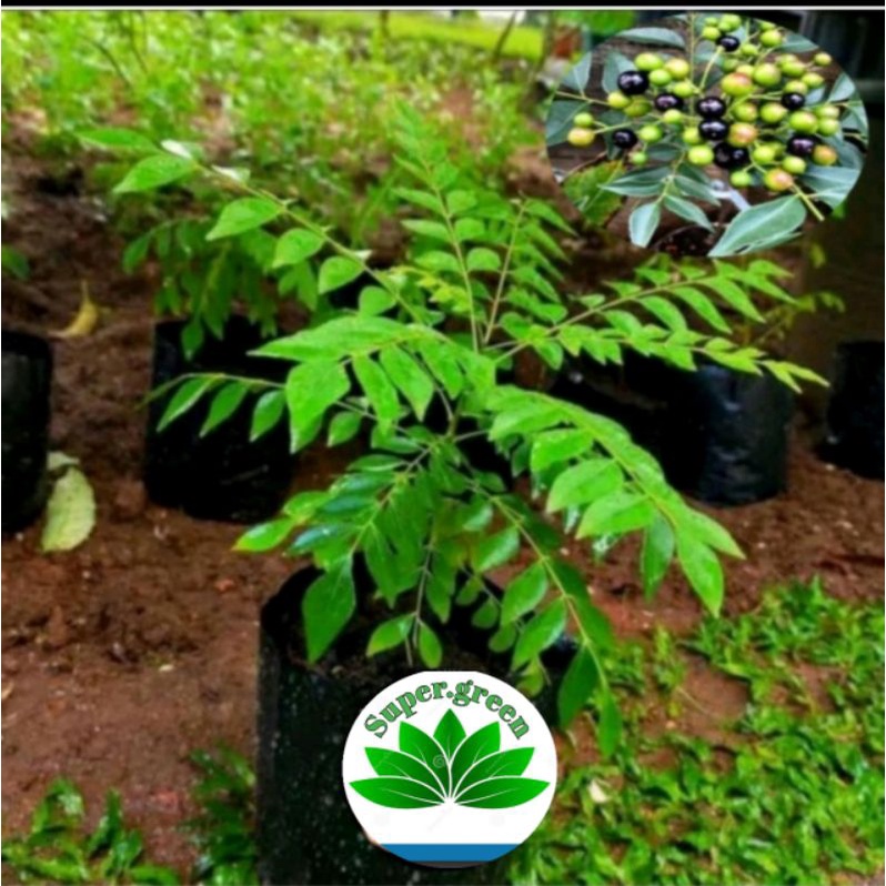 bibit salam koja daun kari