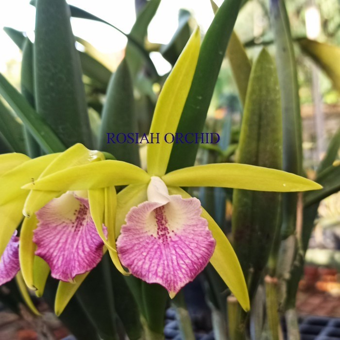 Cattleya Penny Kuroda x Brassavola Nodosa