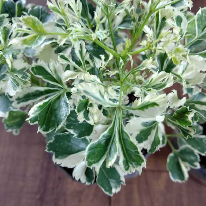 tanaman hias indoor - andong laut mini variegata - merkitik variegata