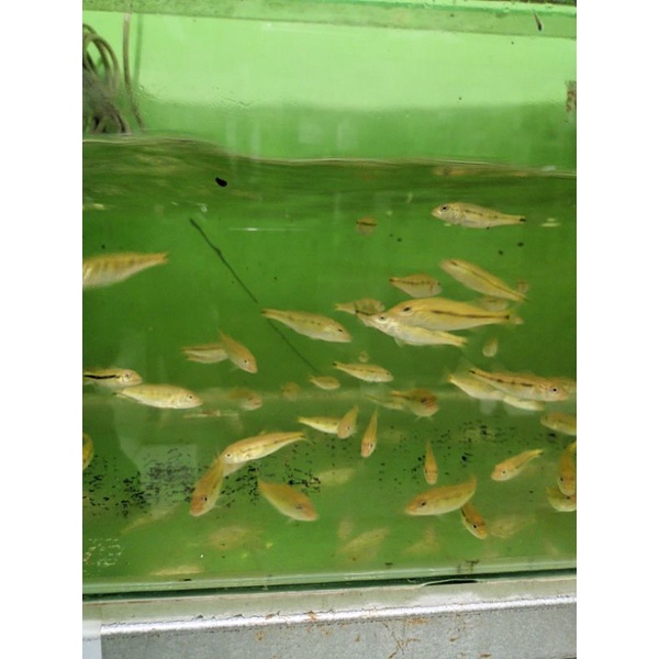 paketan peacock bass intermedia pbass inter