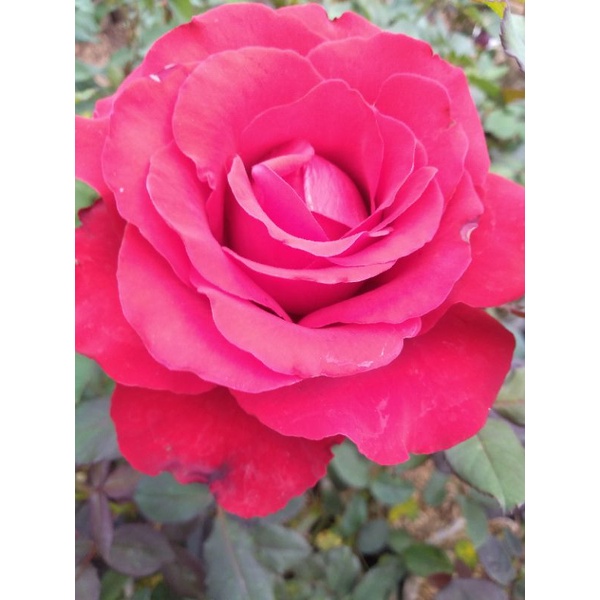 Tanaman Bunga Mawar Merah Potong ID Luna