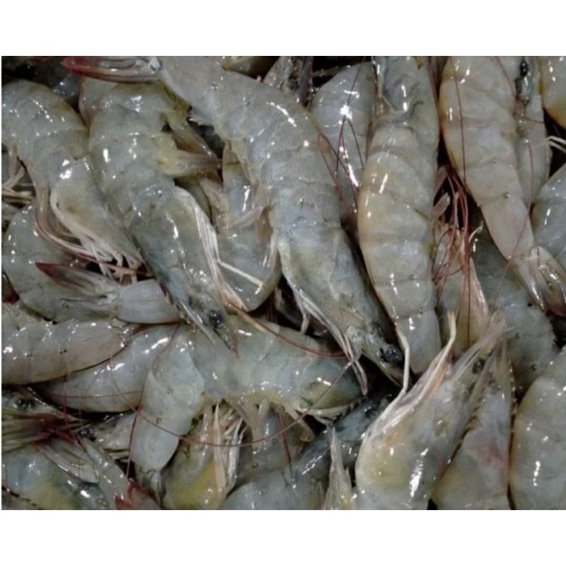 

Udang Vaname segar size 20 - 30 per 500kg