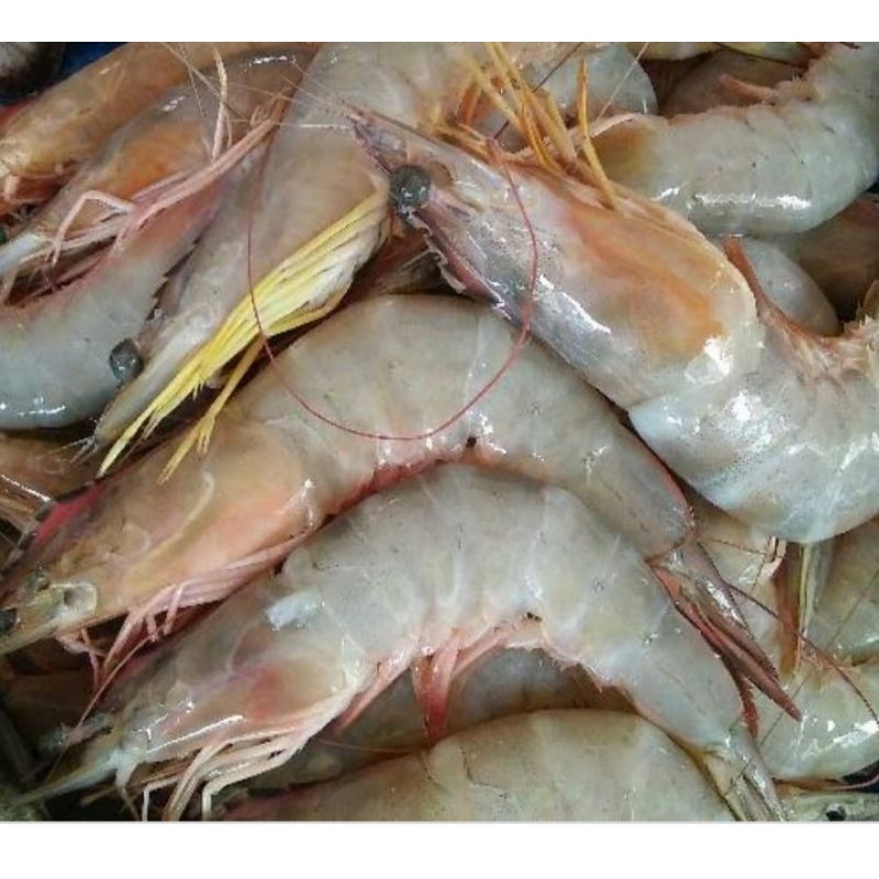 

udang kelong