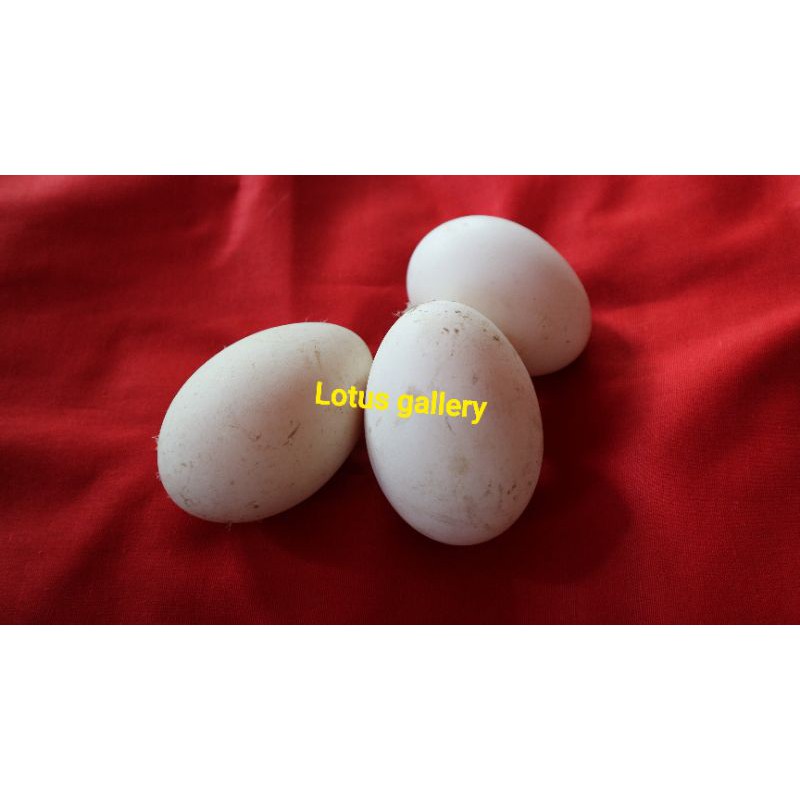 

Telor soang sudah calang / busuk