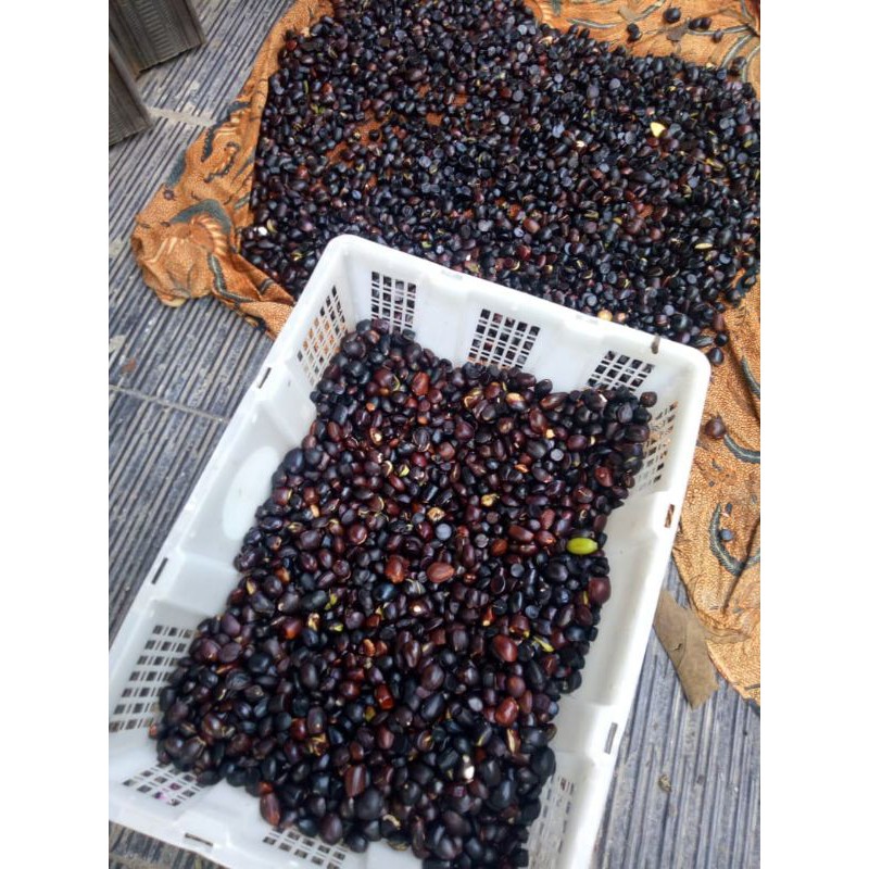 lalapan kabau / julang -jaling / jering 200 grm 500grm 1 kg