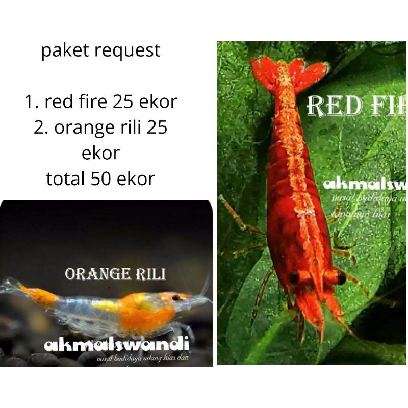 udang hias aquascape paket_request