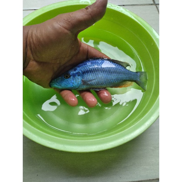 Chiclid Africa Jendral