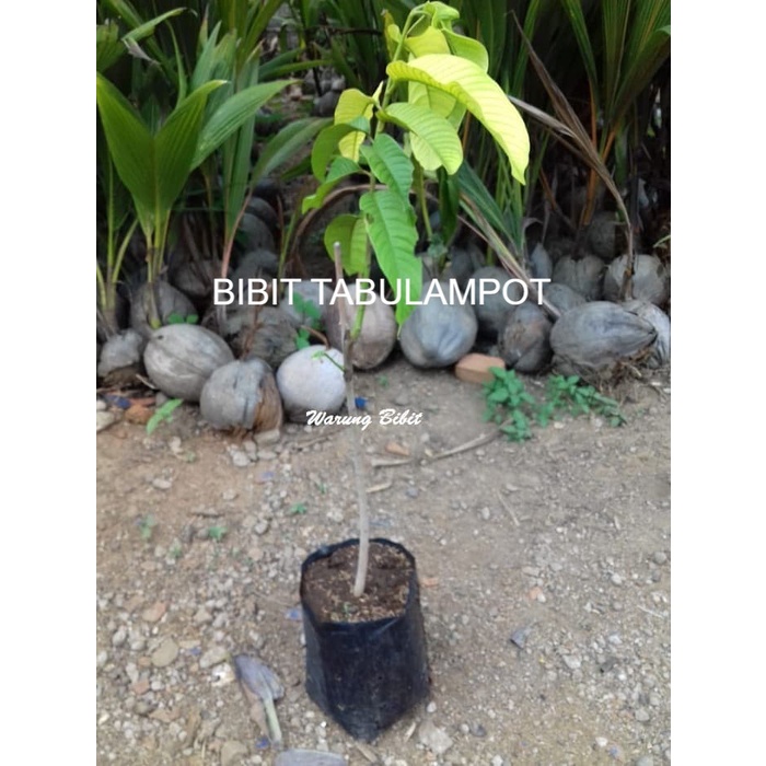 bibit buah biriba - bibit srikaya nanas - bibit sirkaya nanas