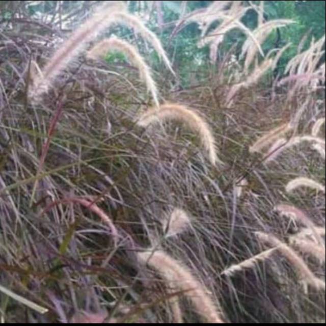 Alang Alang Merah-Alang Alang Ekor Kuda